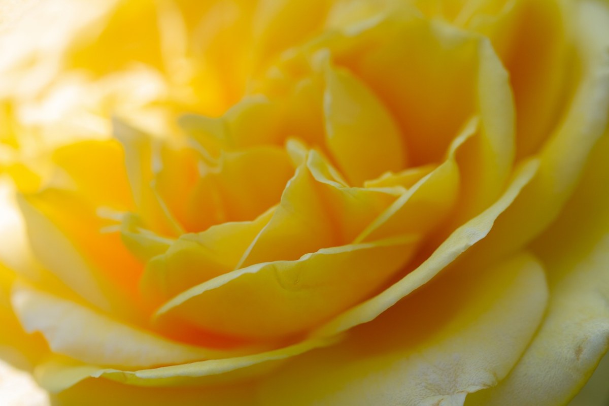 玫瑰、开花、黄色免费图片