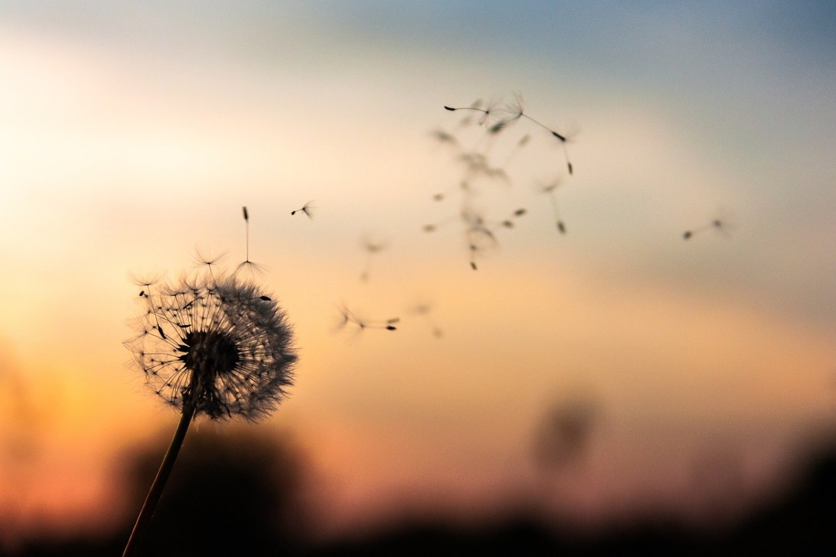 蒲公英、花、植物免费图片