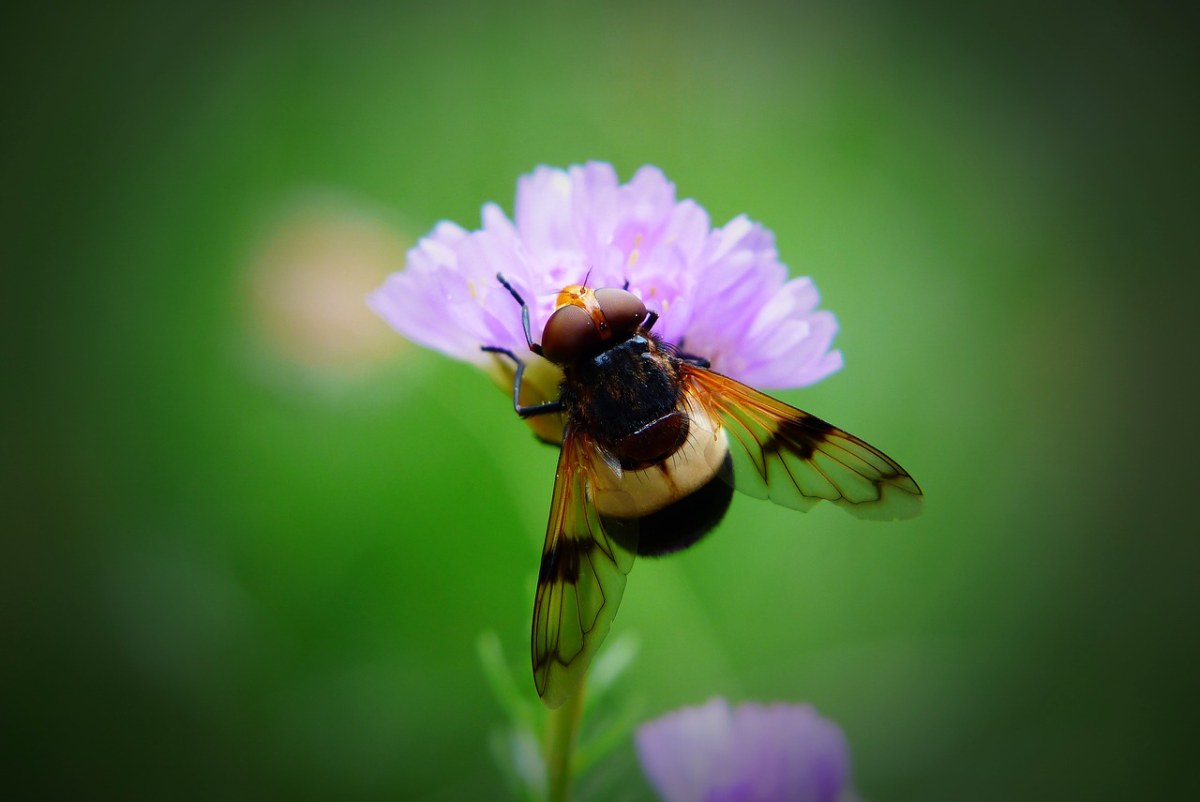 trzmielówka森林,muchówka,昆虫