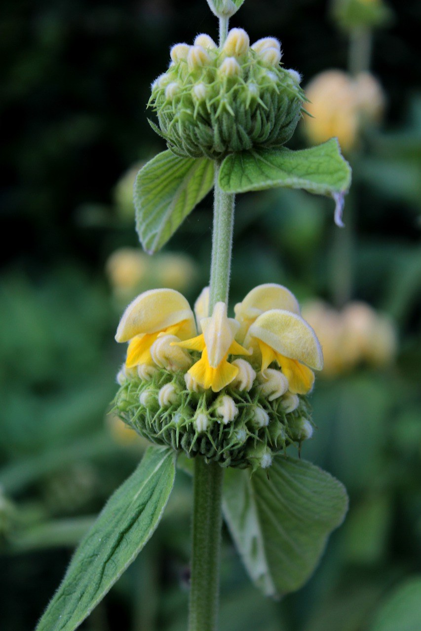 phlomis,火草,etageplant