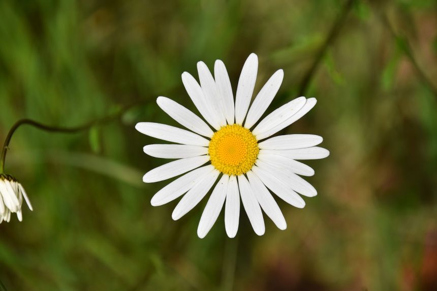 花,雏菊,白色的花瓣