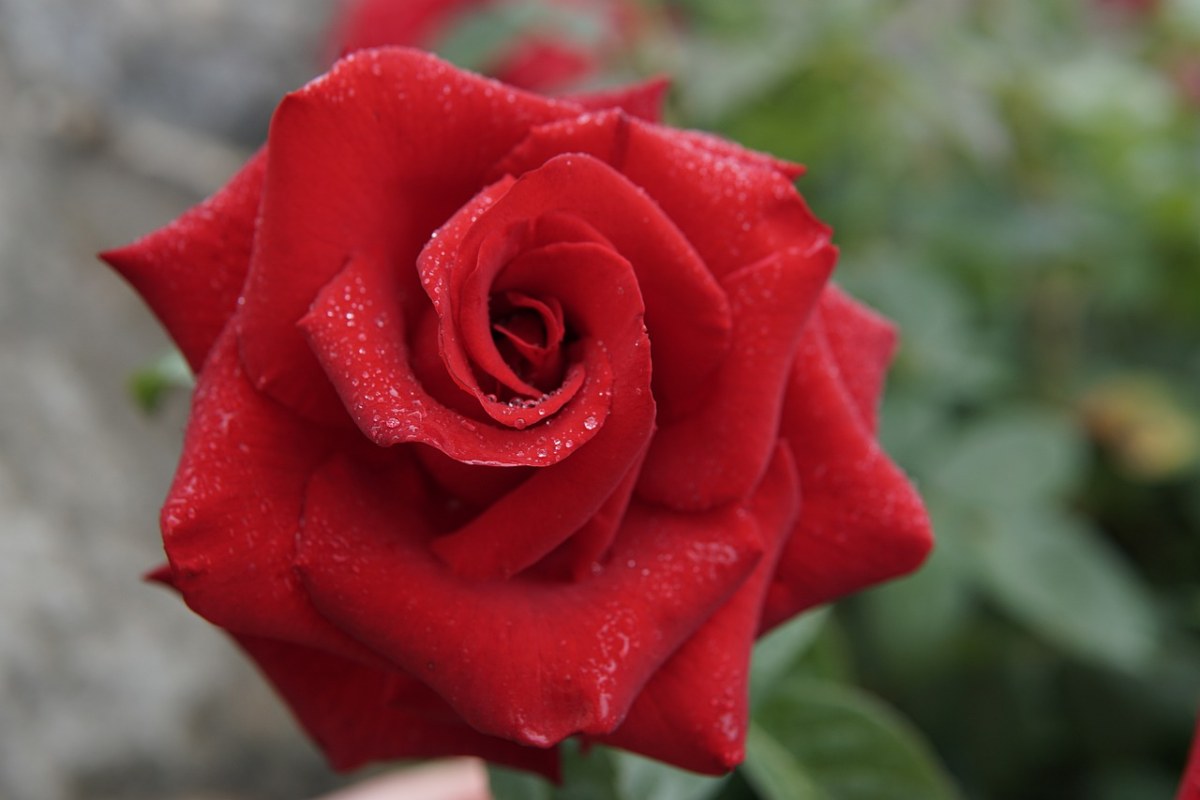 红玫瑰、美丽、露珠免费图片