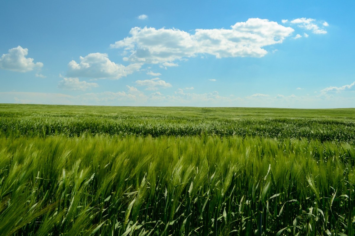 农场麦田的绿色小麦农作物免费图片