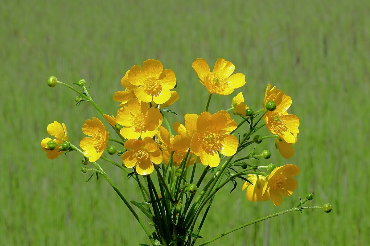 毛茛花花束免费图片