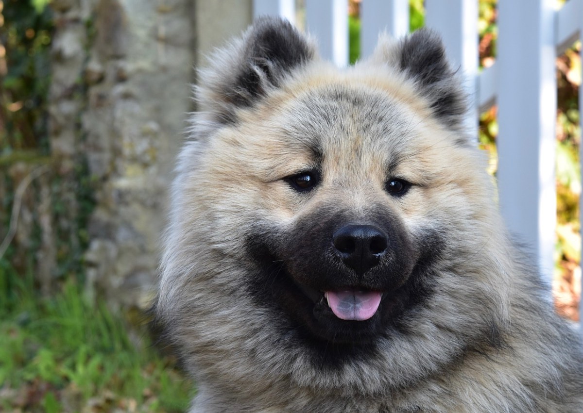 狗,狗的奧拉夫eurasier,肖像狗eurasier