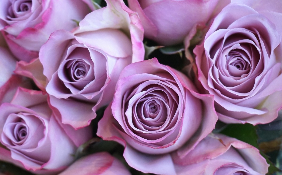 玫瑰、紫色、鲜花免费图片