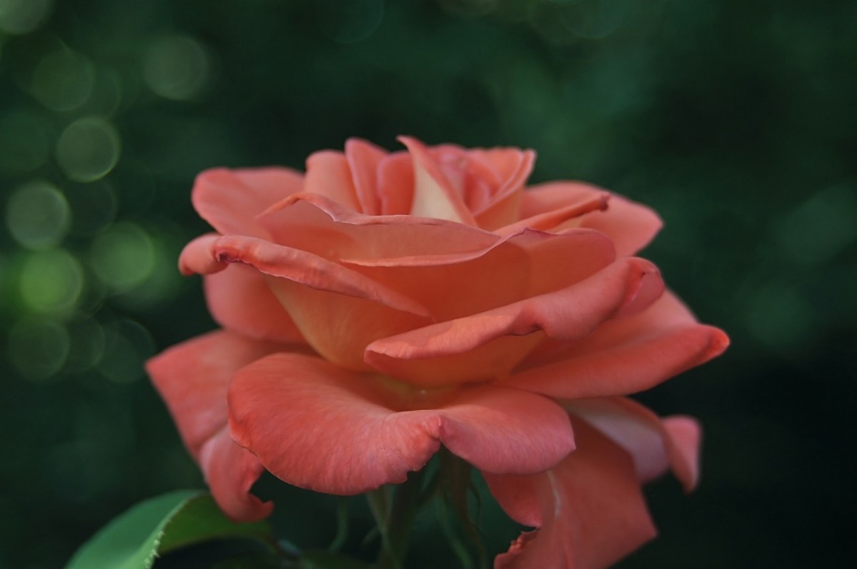 玫瑰、粉色、花卉免费图片