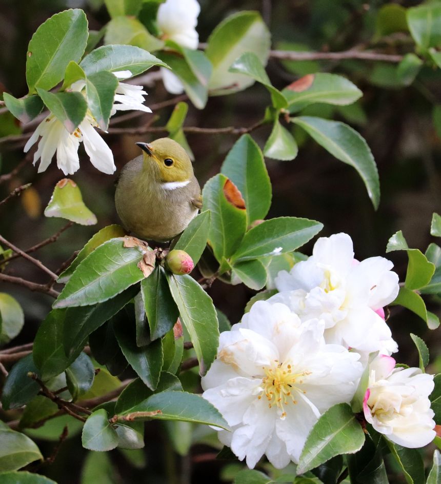 鸟,吃蜂蜜,野生动物