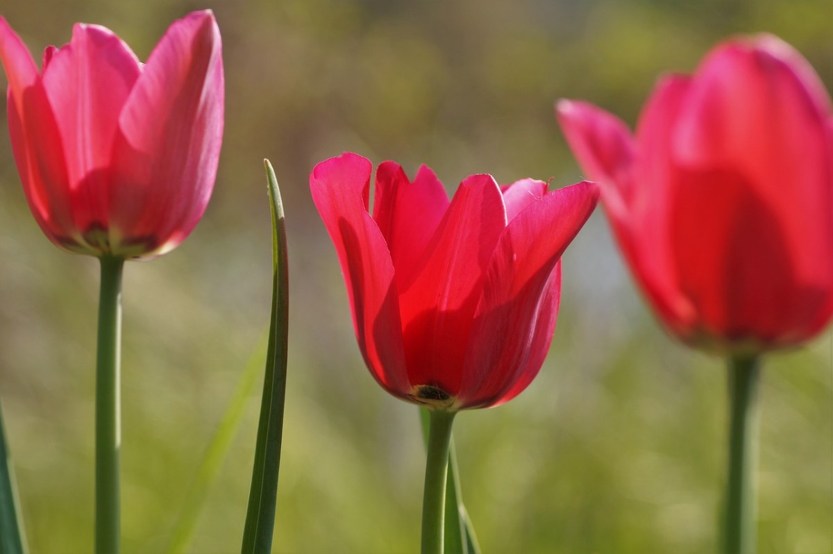 粉红色、花园、春免费图片
