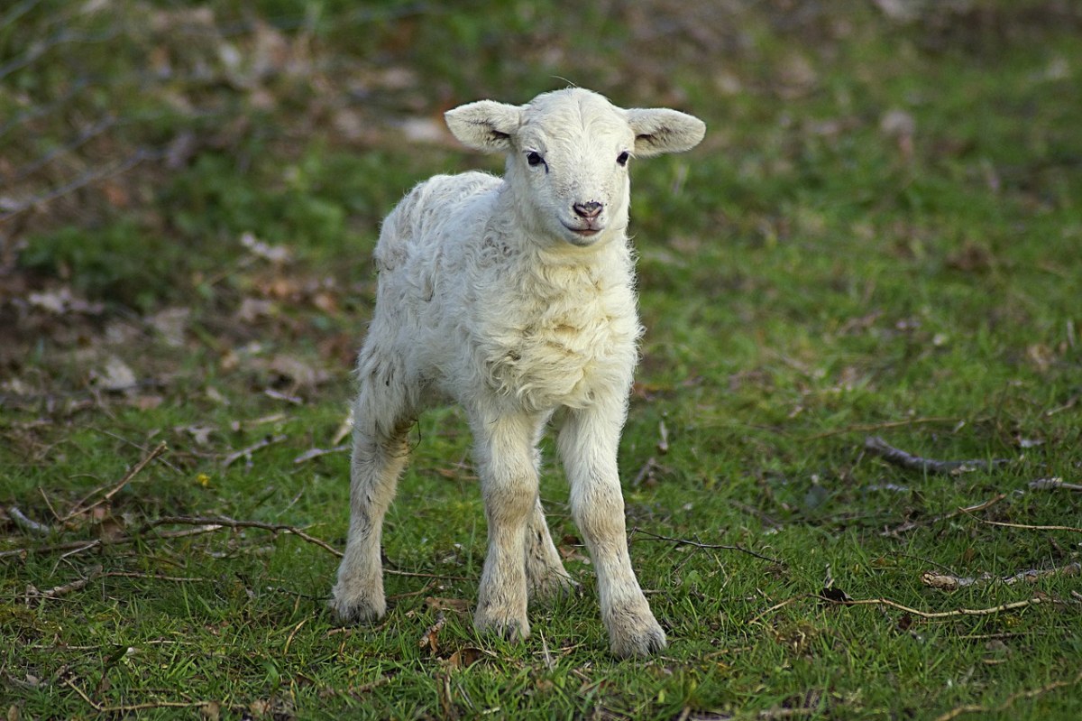 羔羊、羊肉、逾越节免费图片