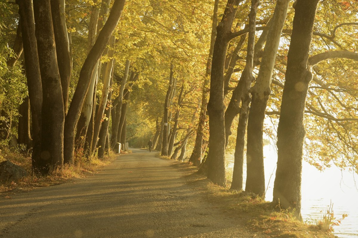 秋天、秋、浪漫的路免费图片