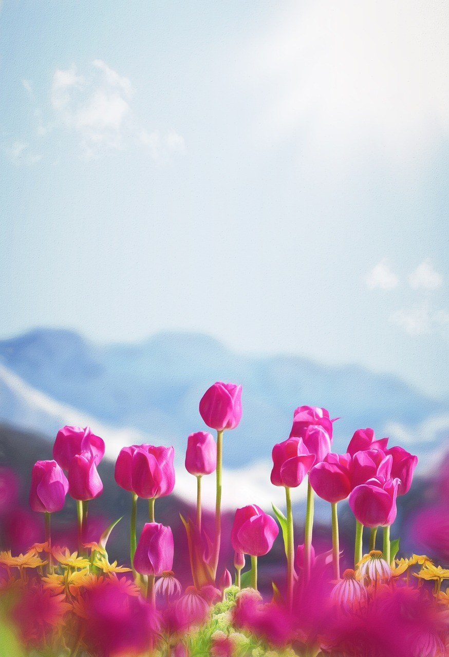 春、鲜花、郁金香免费图片