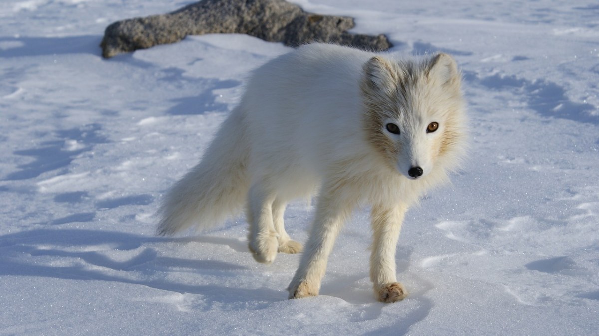 北极狐,白,毛皮