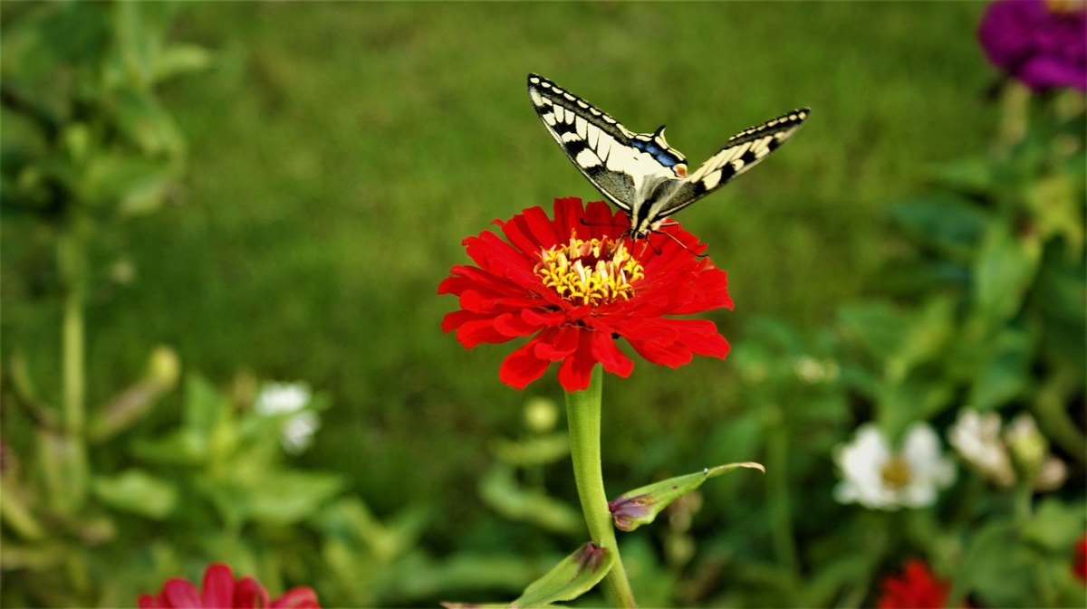 Macaon、蝴蝶、花卉免费图片