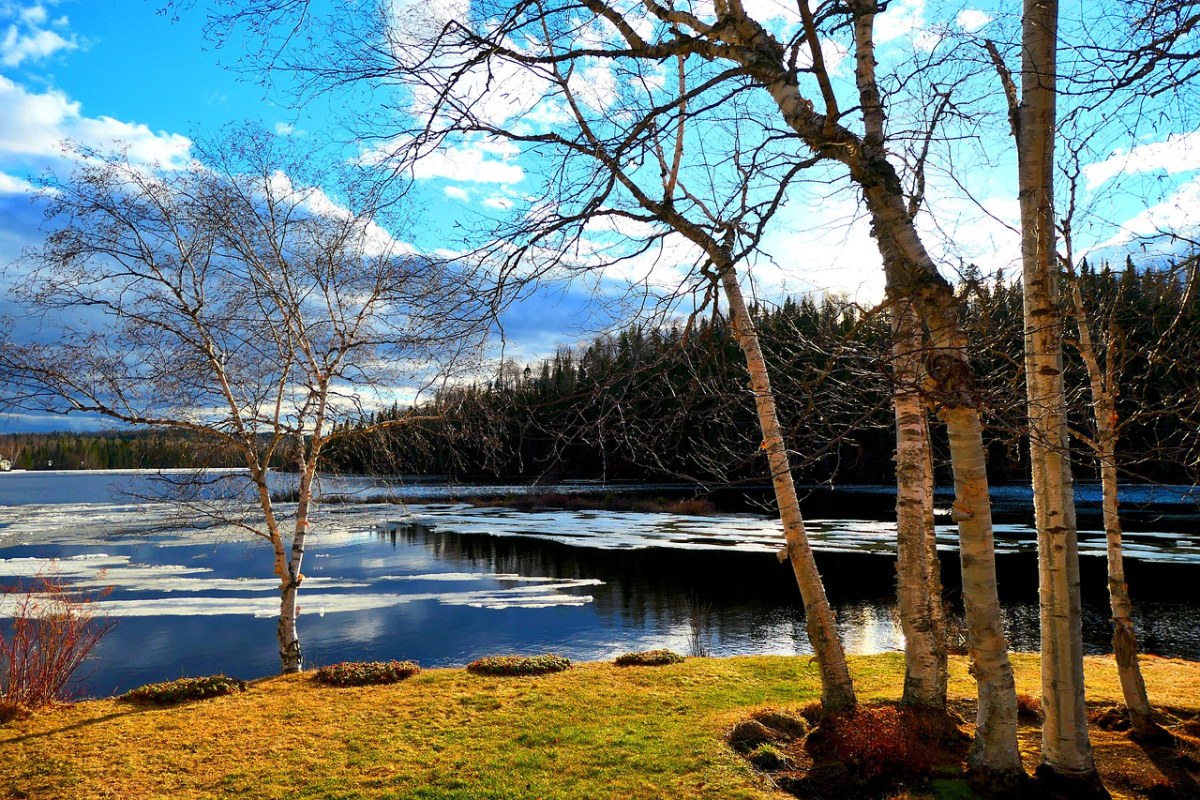 初春湖边的白桦树风景图片免费图片