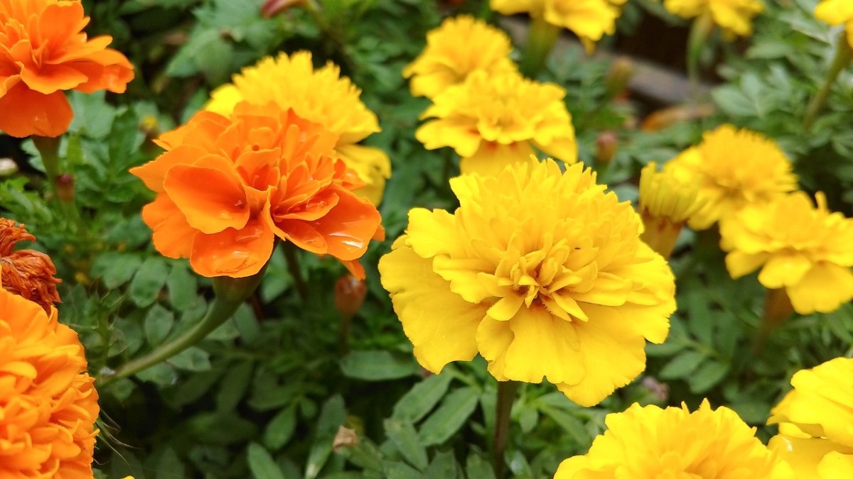 黄色的花,黄色花,橙色的野花