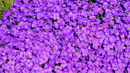 紫色的小花朵背景图