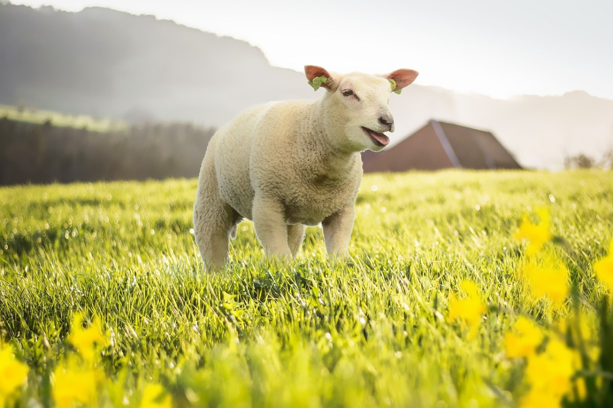 春天牧场草地上的小羊羔免费图片