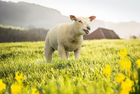 春天牧场草地上的小羊羔