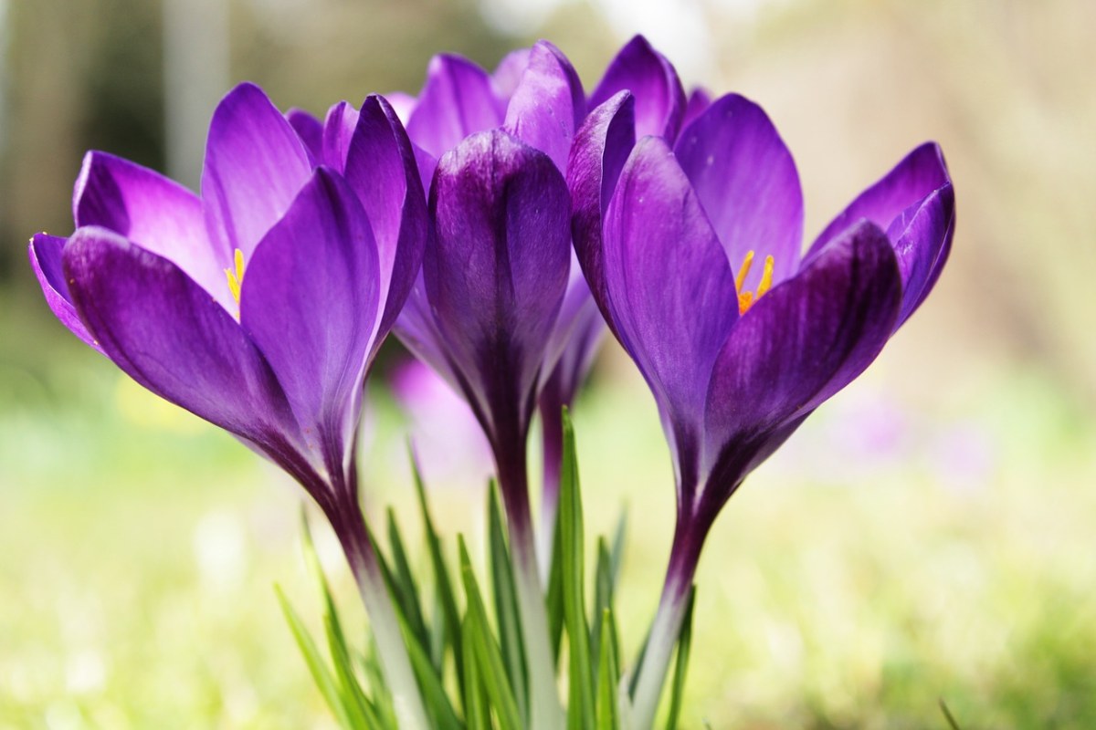 藏红花、紫色的、花免费图片