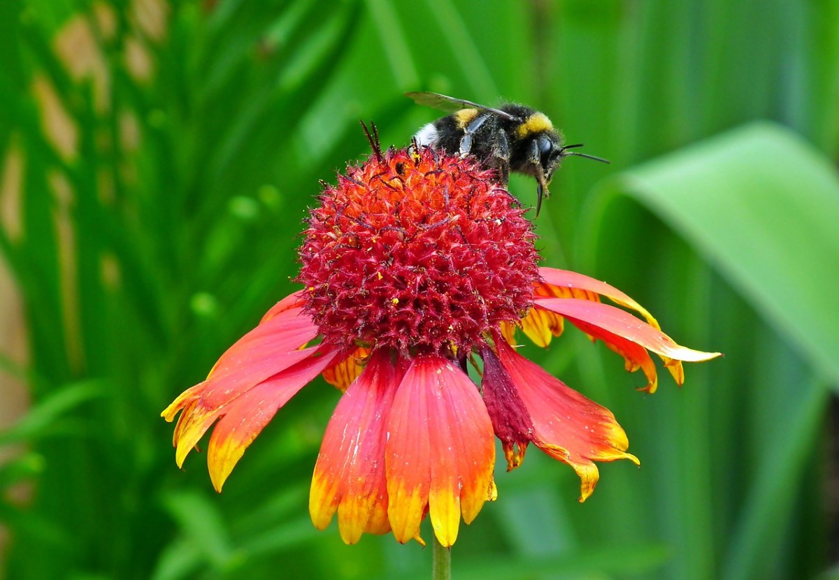 花、彩色、熊蜂免费图片