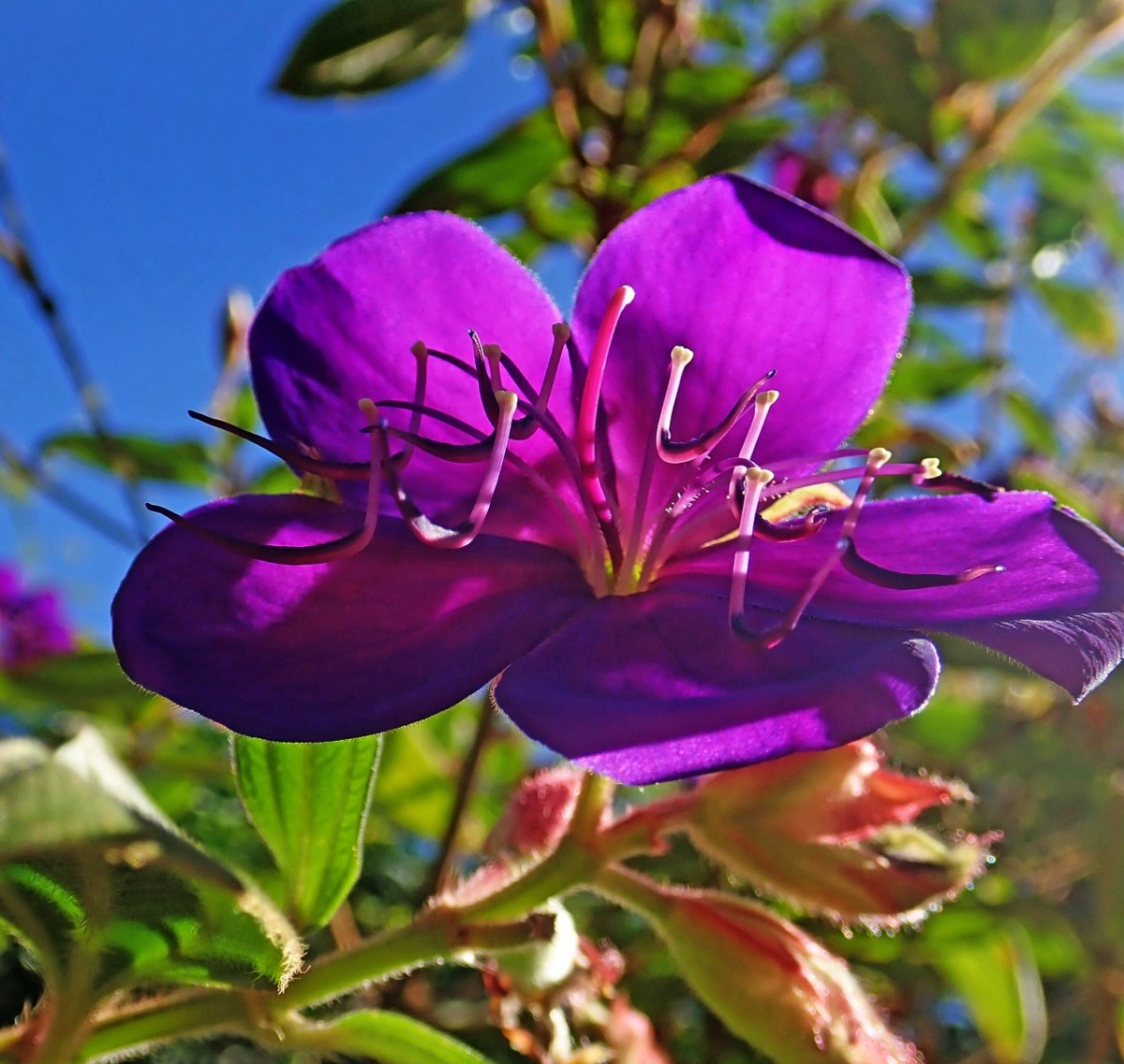 花、紫色、灌木免费图片