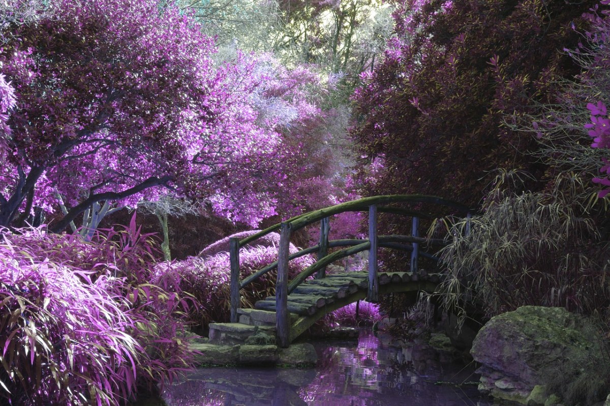 桥,粉红色,花