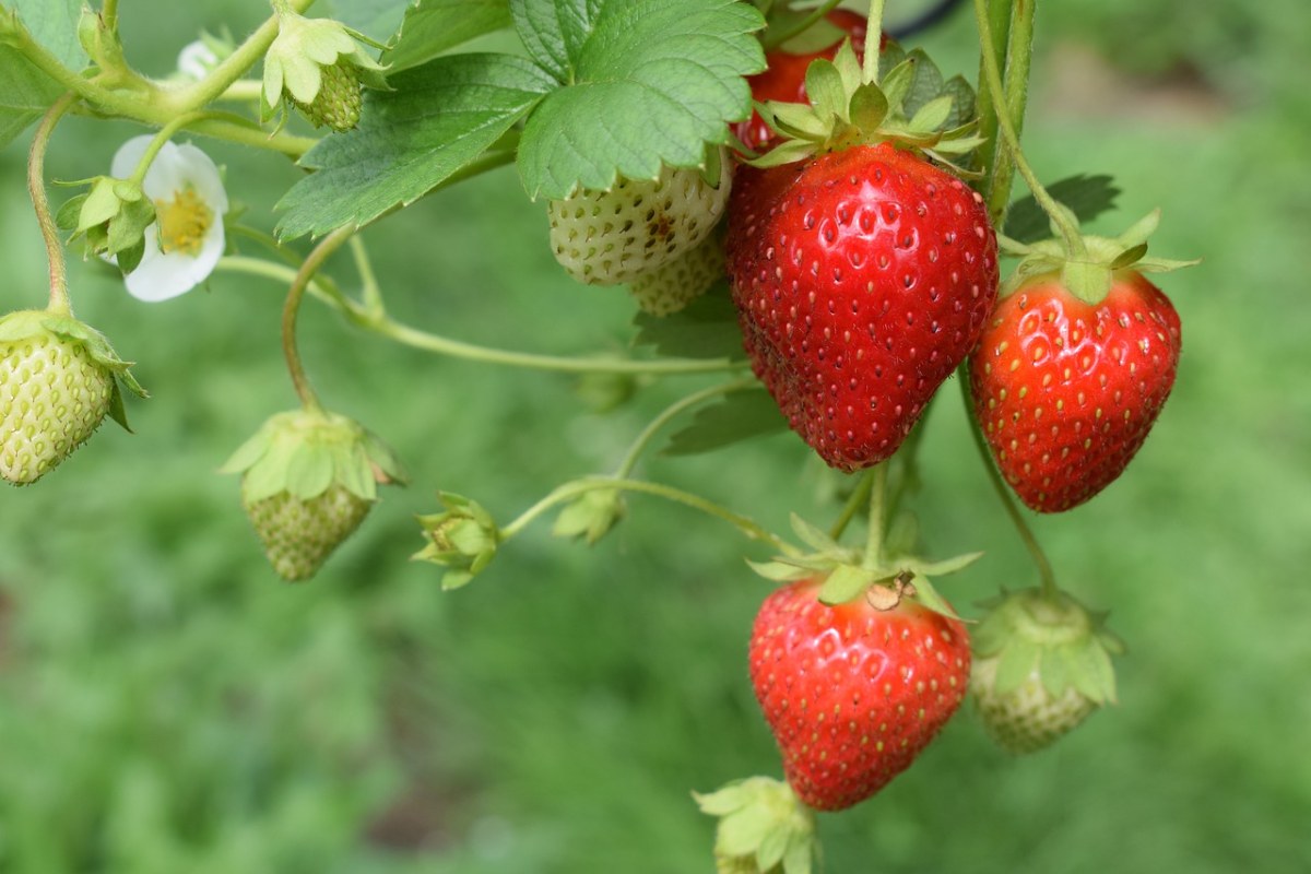 自然、草莓、植物免费图片