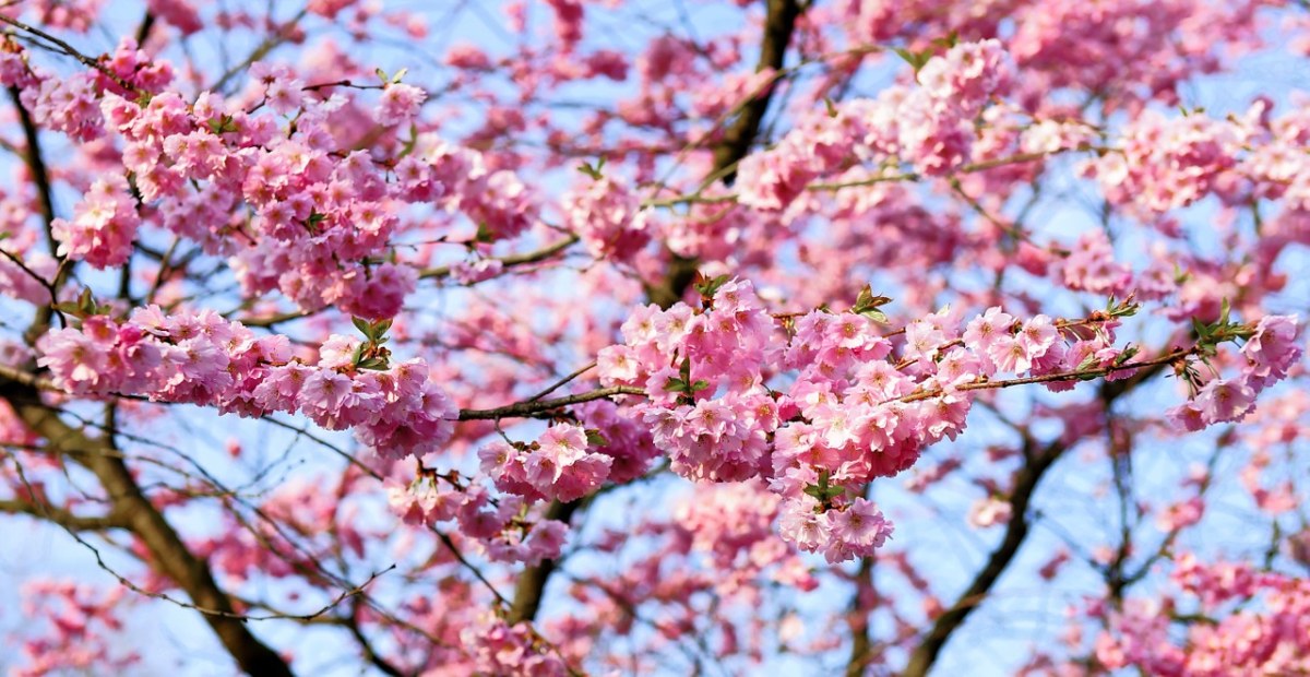 阳光下春天粉红色的樱花免费图片