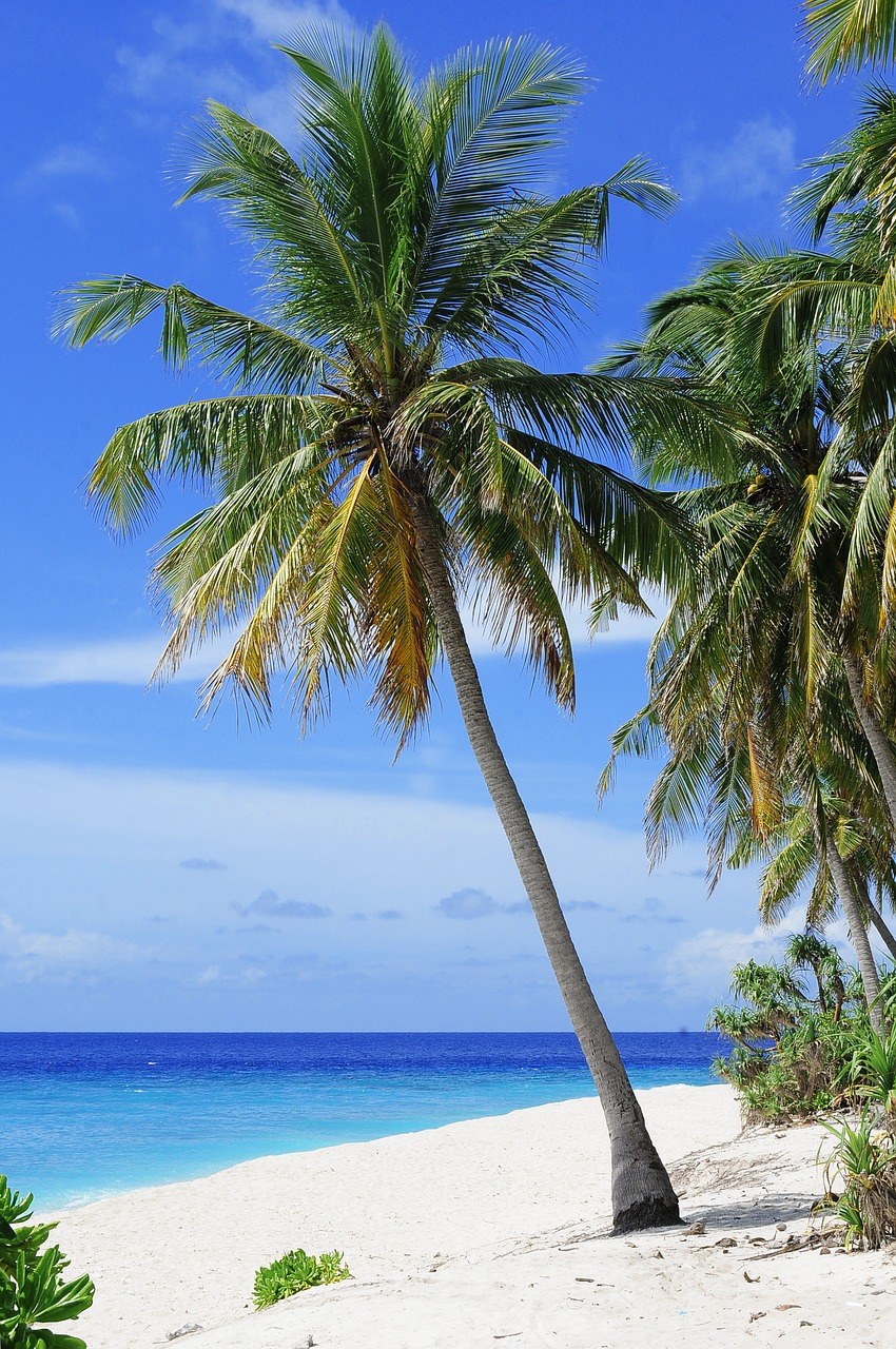 环礁、海滩、棕榈树免费图片