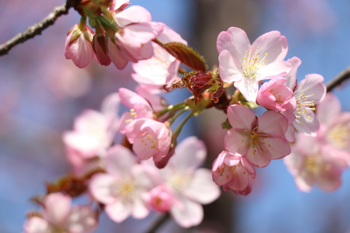 Free Images : branch, sweet, petal, bloom, lush, romance, pink, cherry blossom, flowers, beauty ...