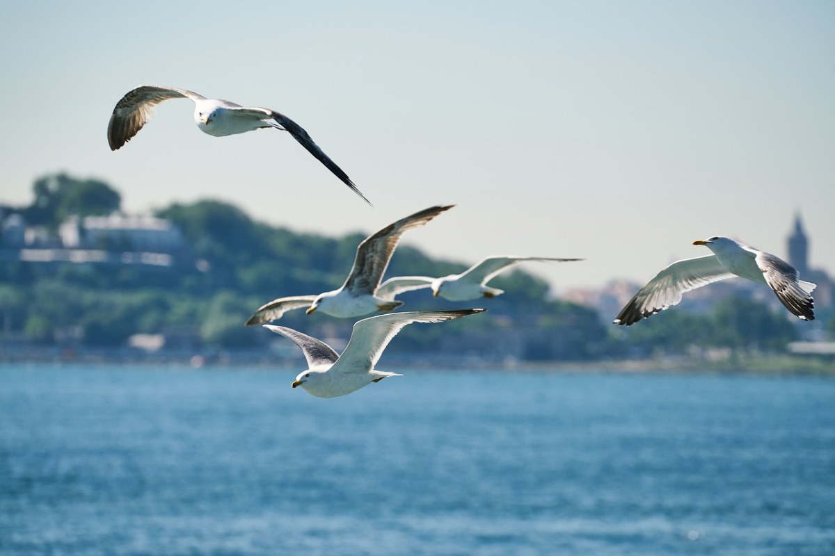 海鸥、鸟、飞免费图片