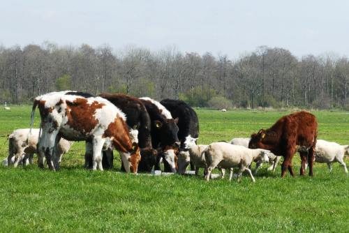 牧场草地上的牲畜动物图片