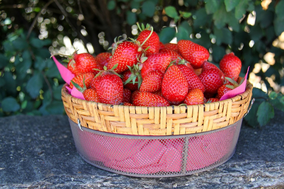 草莓、水果、春天免费图片