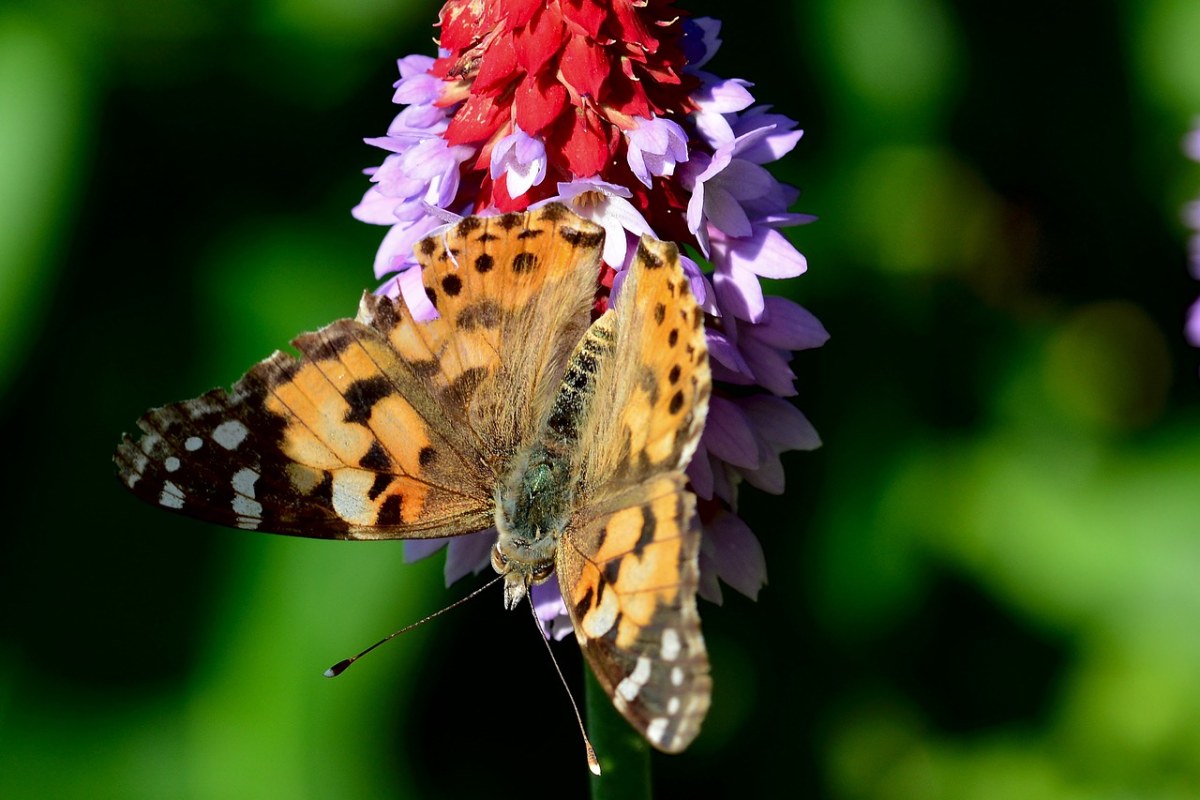 蝴蝶,小狐狸,关闭