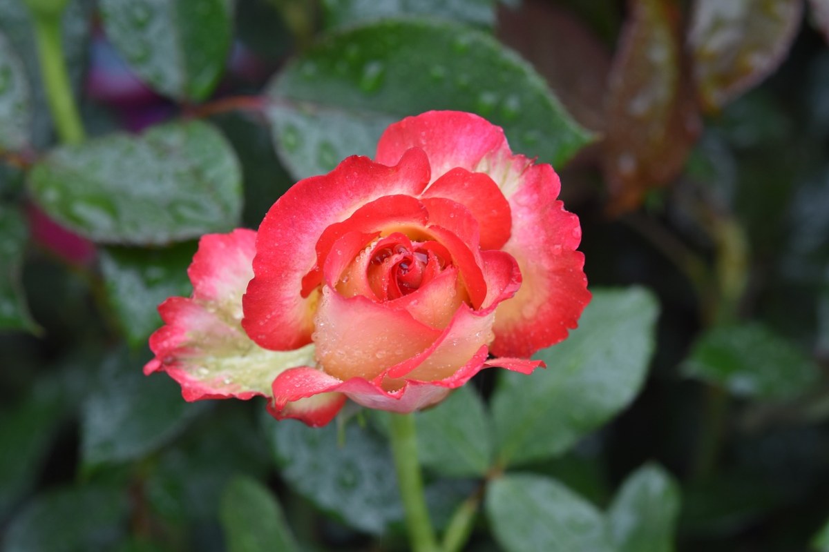 花,粉紅色的花朵,粉紅色雨滴