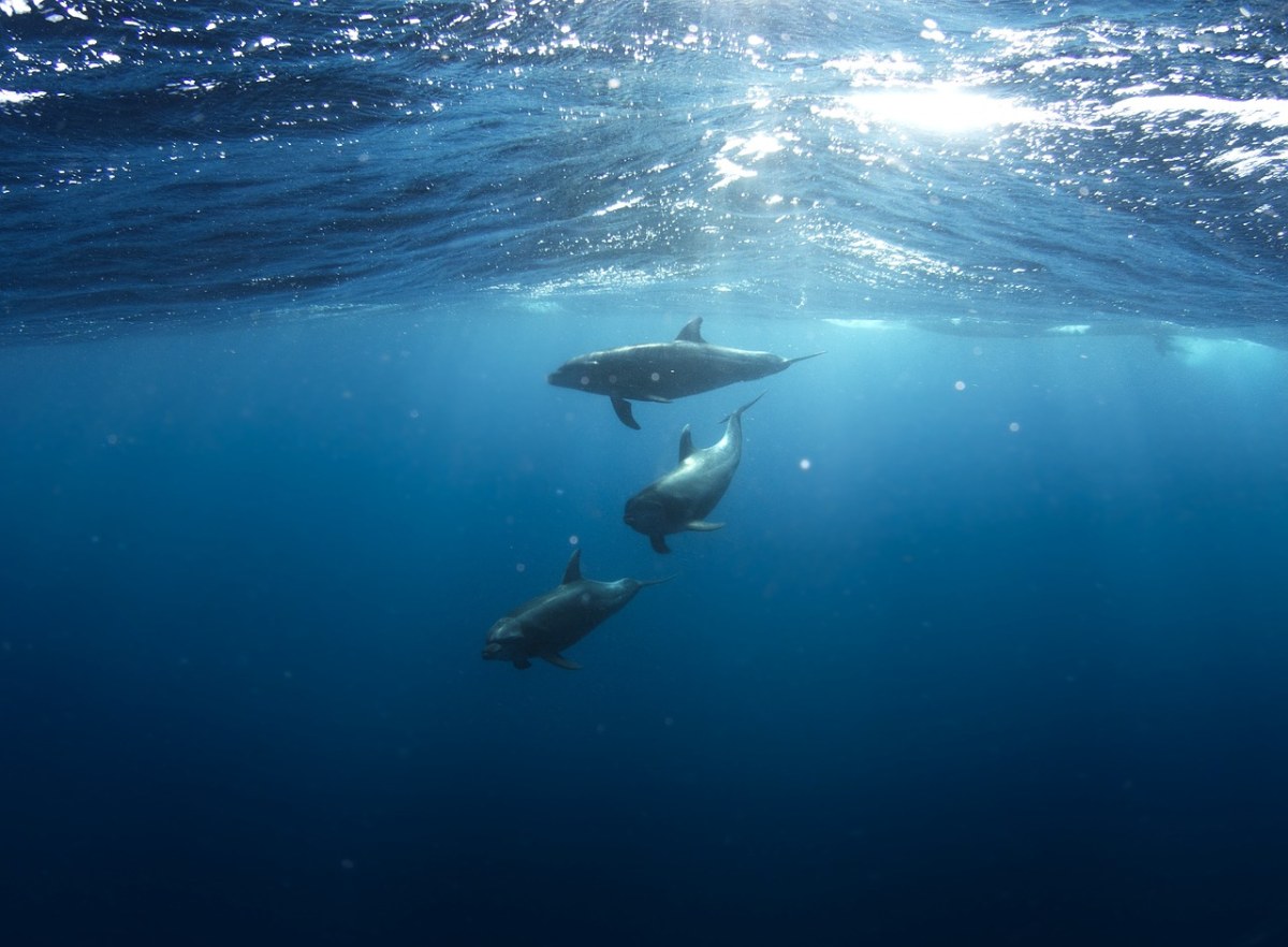 海豚、水下、动物免费图片