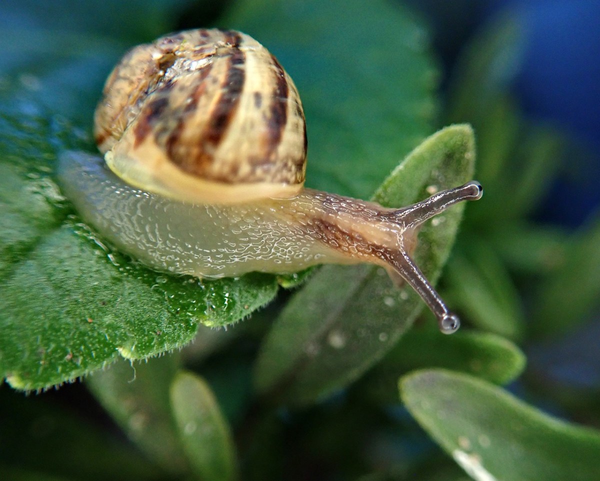 蜗牛、昆虫、害虫免费图片