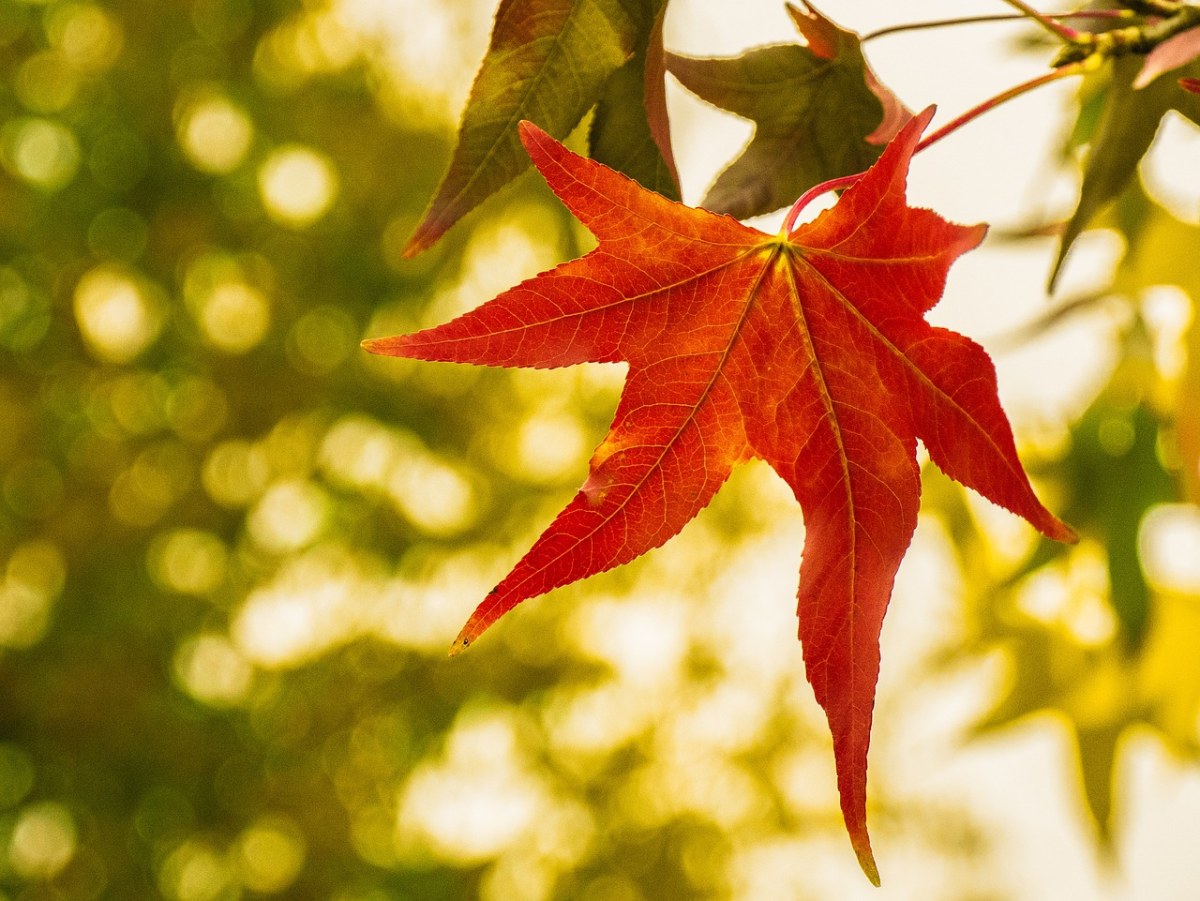 叶子,枫叶,秋季