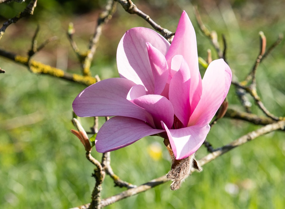 粉红色的玉兰花花朵图片免费图片