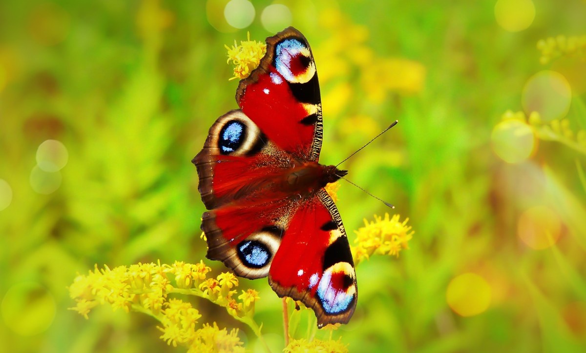 彩绘孔雀、蝴蝶的一天、昆虫免费图片