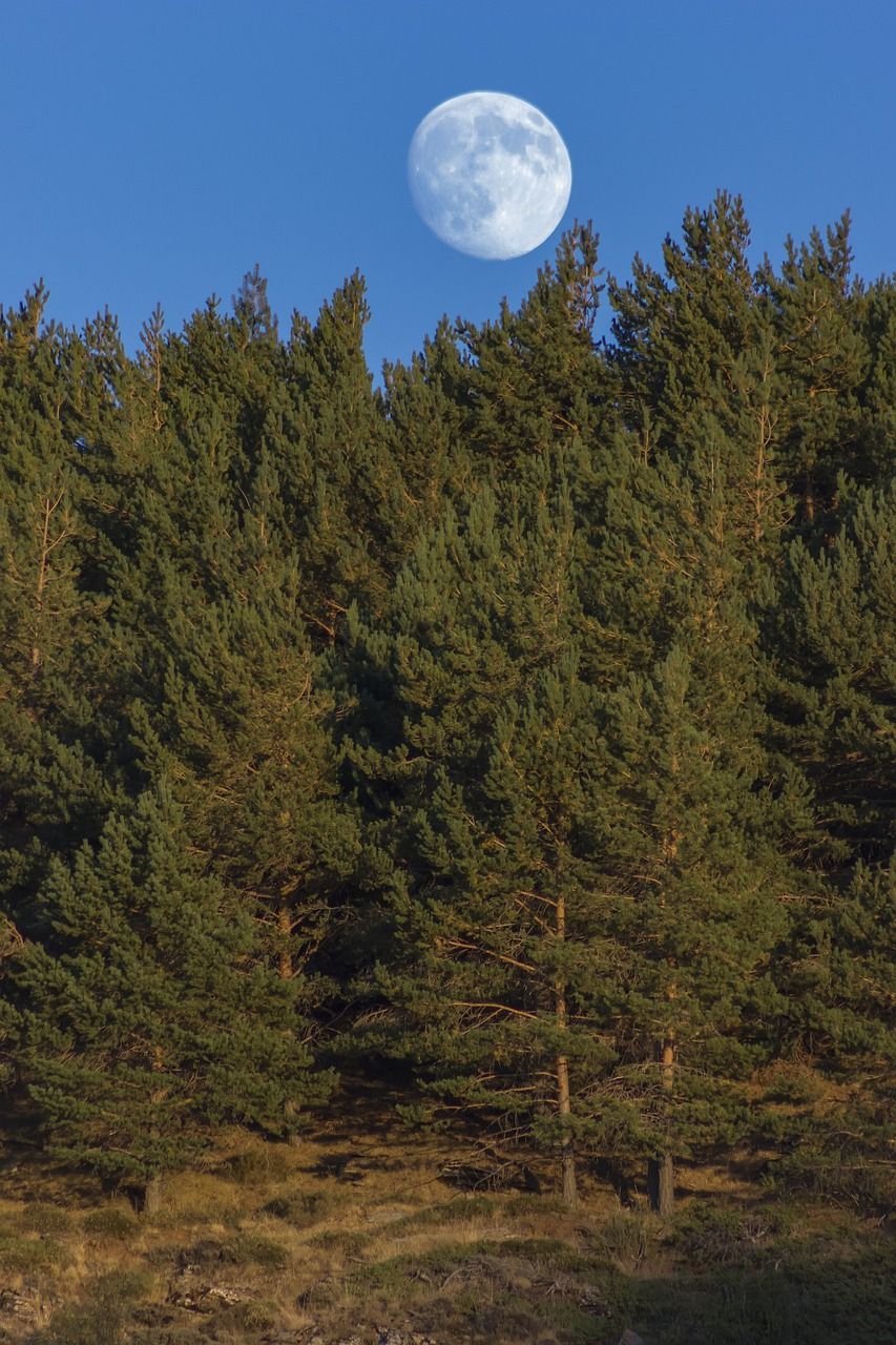 月亮森林黄昏
