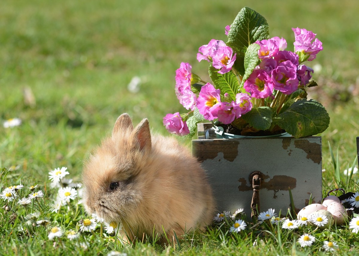 盆栽花卉与毛茸茸的小兔子免费图片