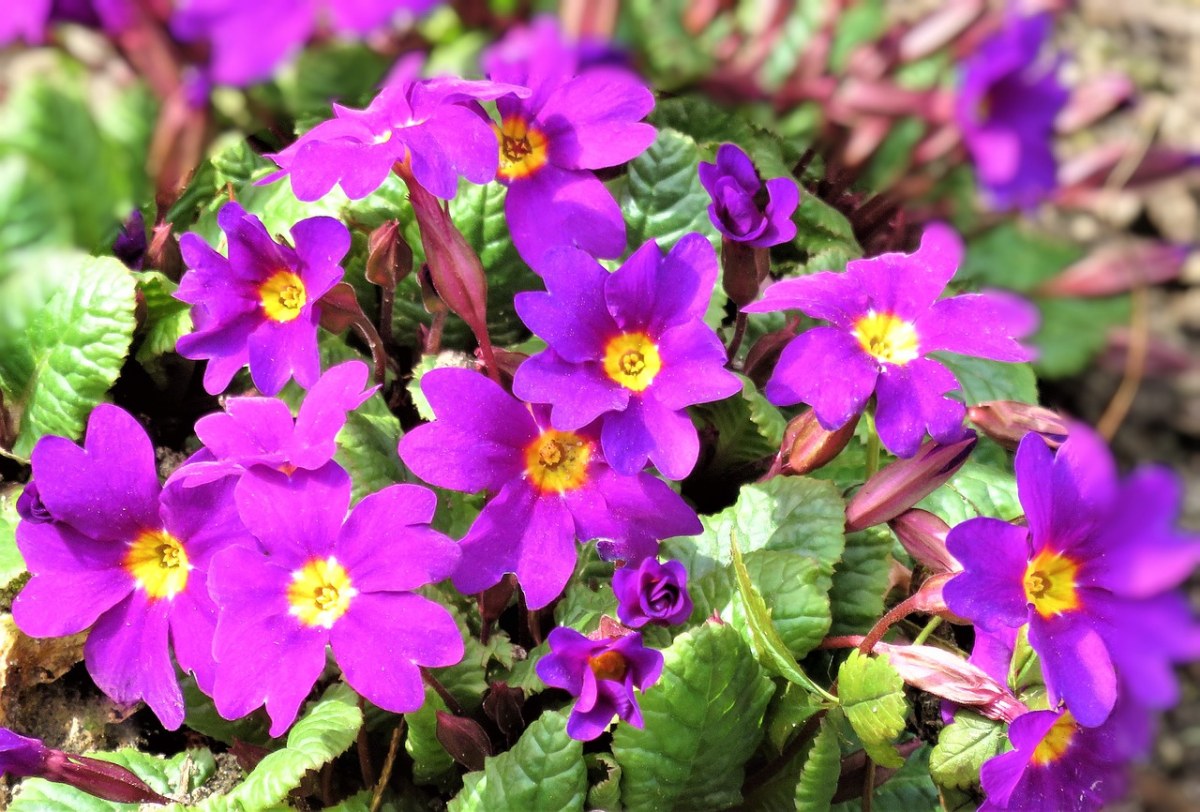 紫色的报春花图片免费图片