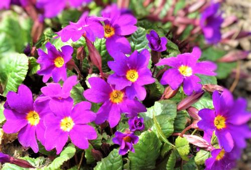 紫色的报春花图片