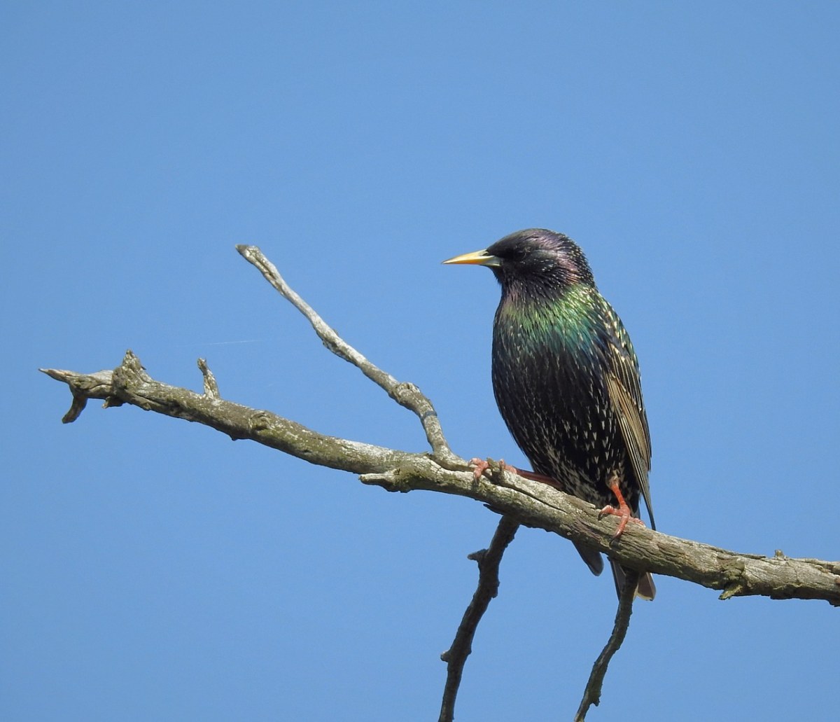 鸟,欧椋鸟,性质 - 免费可商用图片 - cc0.cn