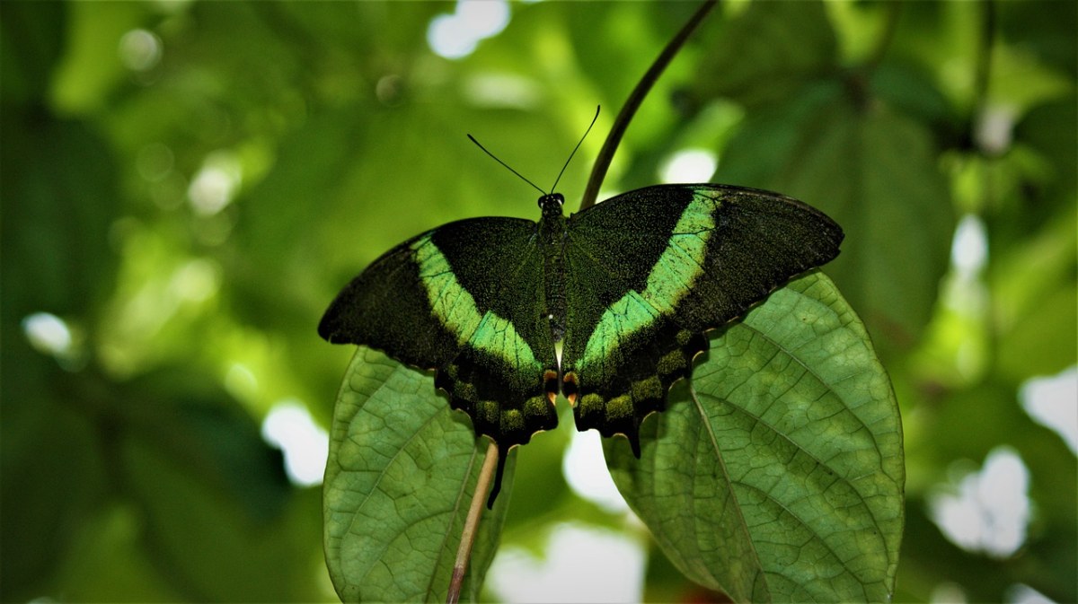 全身绿色的蝴蝶图片