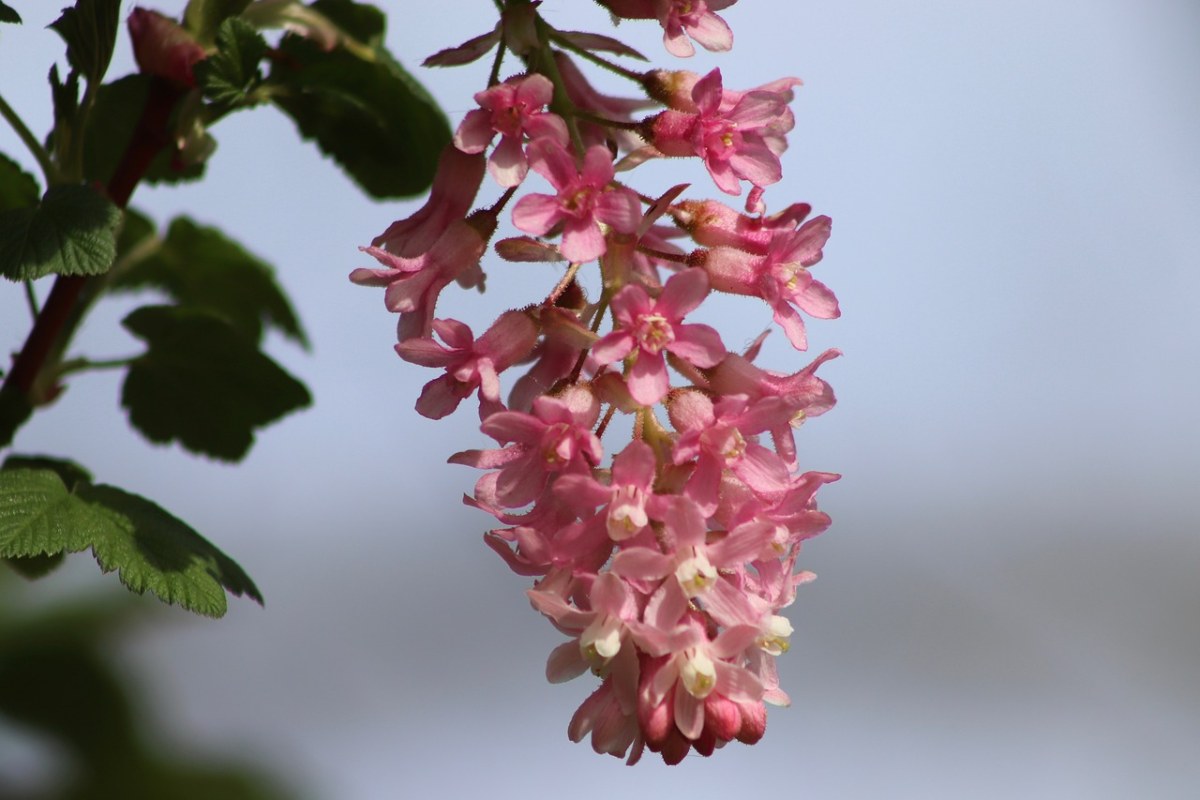 开花,花,umbel,黑醋栗