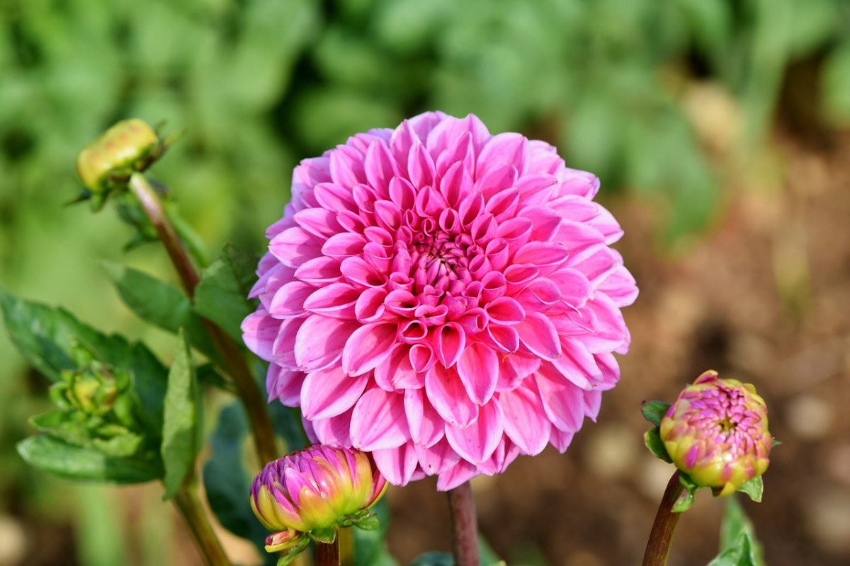 娇琴纱、大丽花蕾、花免费图片