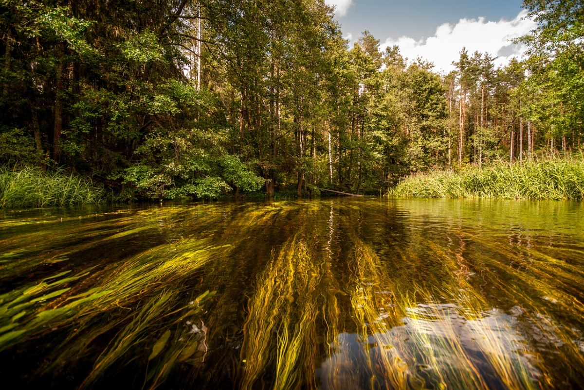 河,森林,水